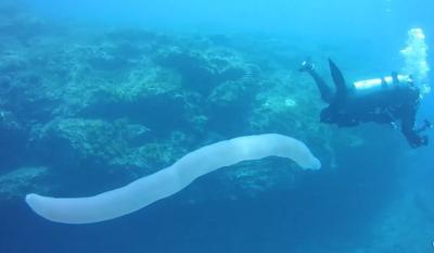 O que é o pirossoma e o que essa estranha criatura diz sobre o ecossistema marinho