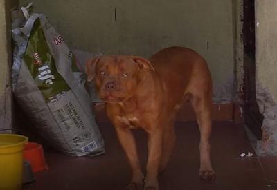 Duas crianças são atacadas por pitbulls no Rio em menos de 24 horas