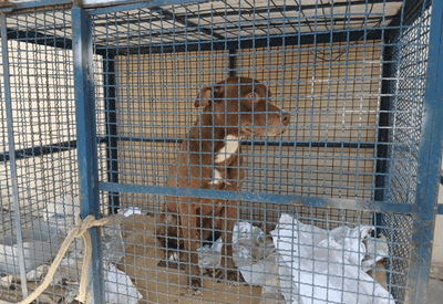 Pitbull invade escola e avança em seis crianças no Rio de Janeiro