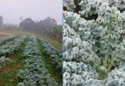 Frio recorde em SP congela plantação de alface na zona sul