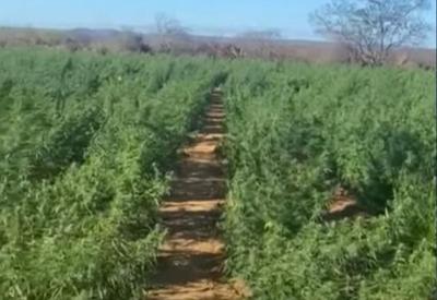 Polícia encontra plantação de maconha maior que 15 campos de futebol