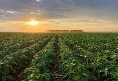 Agricultura regenerativa ganha espaço em Goiás; conheça as práticas