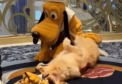 Encontro de cachorro com personagem Pluto viraliza nas redes sociais