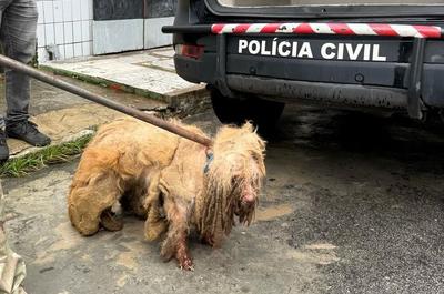 Mulher é presa por maus-tratos a poodle idoso em Fortaleza