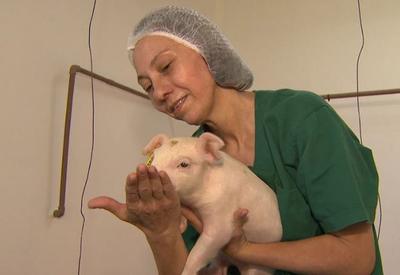 Primeiro porco clonado da América Latina nasce no interior de São Paulo