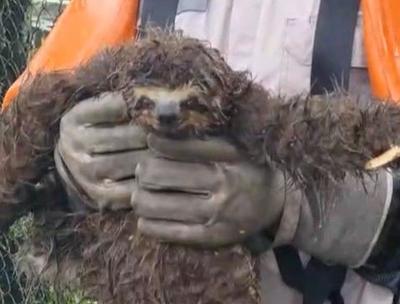 Vídeo: bicho-preguiça leva choque e é resgatado de árvore em SP