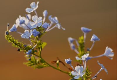 Primavera começa neste domingo com previsão de frio e chuva em várias regiões do Brasil