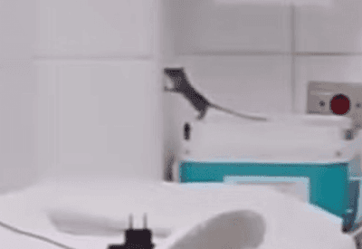 Rato é flagrado em maternidade de hospital no litoral de SP; veja vídeo