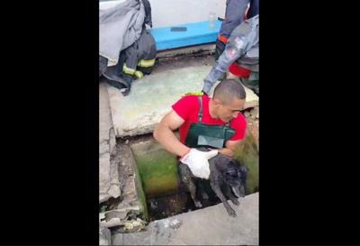 VÍDEO: Cachorro é resgatado após três dias dentro de tubulação no interior de SP