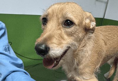 Aurora, uma vira-lata caramelo, é vítima de bala perdida no Rio; outros 3 cães também são baleados no fim de semana