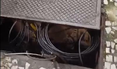 Moradores de Laranjeiras denunciam furtos constantes de cabos na região