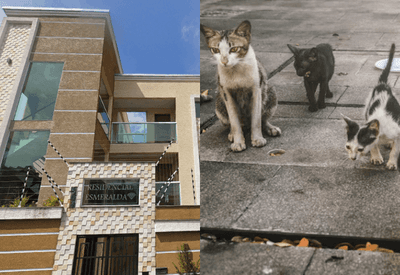 Homem é suspeito de ser "serial killer de gatos" em condomínio em Itaquera (SP)