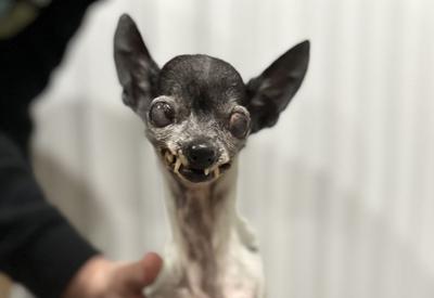Concurso vai eleger cachorro mais feio do mundo; veja fotos dos candidatos