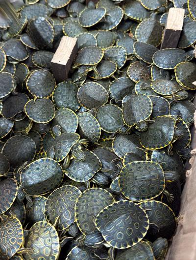 Polícia apreende carga ilegal com 3400 filhotes de tartaruga no México 