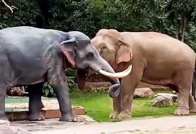 Elefante furioso ataca escultura após pensar que era um 'rival amoroso'