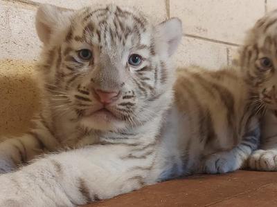 Filhotes de tigre branco são apresentados ao público em São Paulo