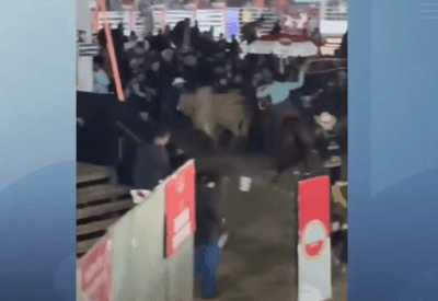 Touro bravo avança contra público em festa do peão no interior de Minas Gerais