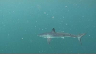 Tubarão-mako ameaçado de extinção é flagrado entre Ipanema e as Ilhas Cagarras