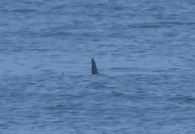 Tubarão é visto no mar da Barra de Tijuca, no RJ