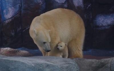 Primeira ursa polar nascida na América Latina é apresentada ao público no Aquário de São Paulo