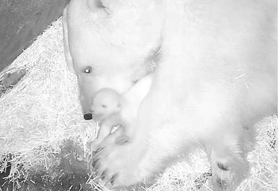Nasce primeiro urso polar da América Latina no Aquário de São Paulo