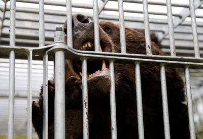 Japão envia tropas para conter ataques de ursos após 12 mortes