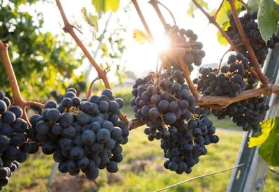 Produção de uvas sofre com baixas temperaturas na primavera