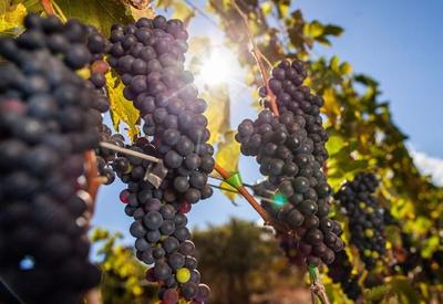RS: Estiagem reduz safras, mas melhora qualidade das uvas