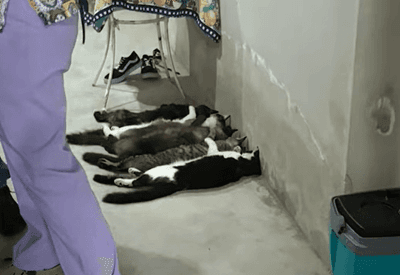 Venda de sangue de gatos: entenda esquema que funcionava no interior de SP