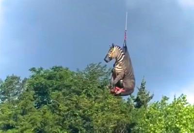 Zebra de estimação é capturada após uma semana à solta nos EUA