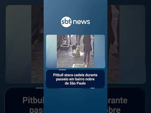 Pitbull ataca cadela durante passeio em bairro nobre de São Paulo | #TaNaHora