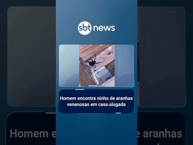 Homem encontra ninho de aranhas venenosas em casa alugada