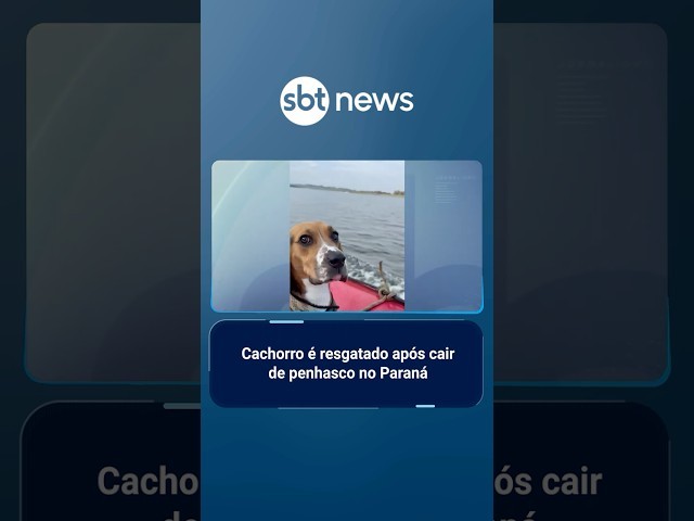 Cachorro é resgatado após cair de penhasco no Paraná