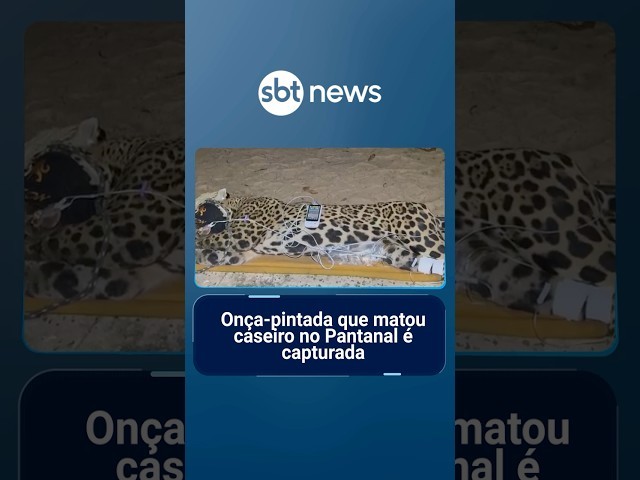 Onça-pintada que matou caseiro no Pantanal é capturada