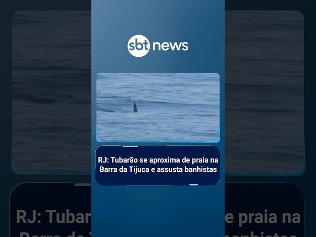 RJ: Tubarão se aproxima de praia na Barra da Tijuca e assusta banhistas