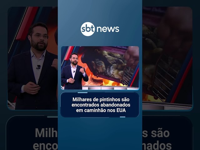 Milhares de pintinhos são encontrados abandonados em caminhão nos EUA