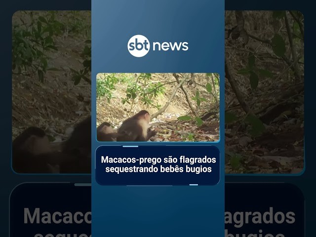 Macacos-prego são flagrados sequestrando bebês bugios