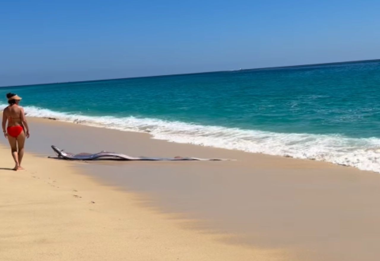Imagem da noticia "Peixe do fim do mundo": dois peixes-remo aparecem vivos em praia do México; veja vídeo