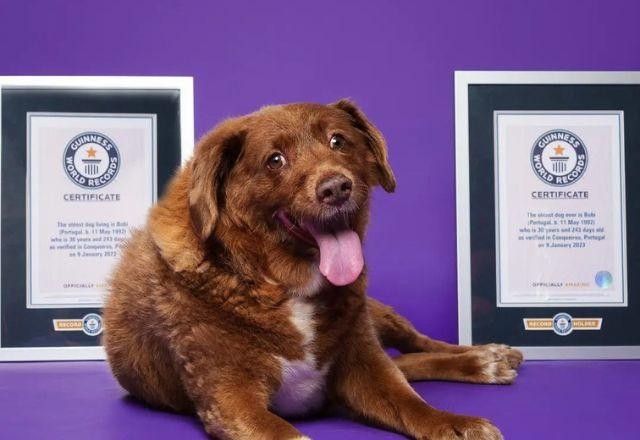 Imagem da noticia Bobi perde título de 'cão mais velho do mundo' após investigação do Guinness