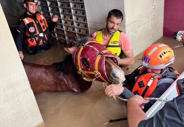 Bombeiros de SP recebem prêmio por resgate do cavalo Caramelo no RS