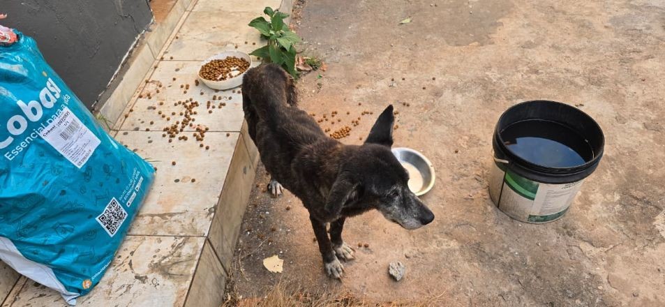 Imagem da noticia Polícia Civil do DF encontra pelo menos 10 cachorros mortos em abrigo clandestino 