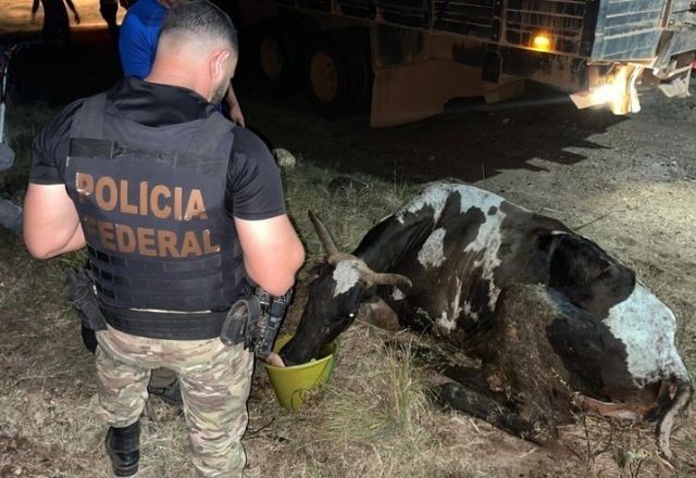 Imagem da noticia Operação retira 158 bois e 25 cavalos criados ilegalmente em terra indígena no Pará