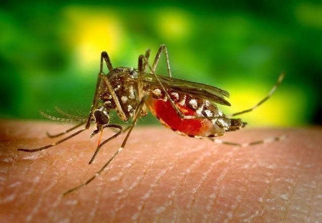 Imagem da noticia Acre lidera casos de dengue na região norte