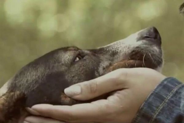 Adoção de animais: Tatuagem com o nome do ex pode ter novo sentido