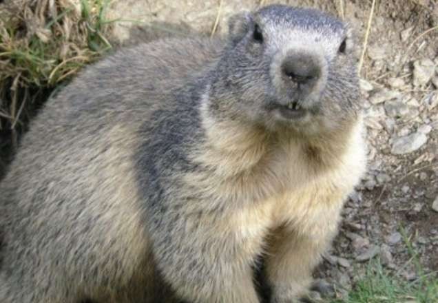 Adolescente morre de peste bubônica após comer carne de marmota na Mongólia