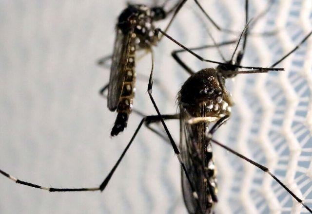 Prefeitura de SP instala armadilhas contra o mosquito da dengue