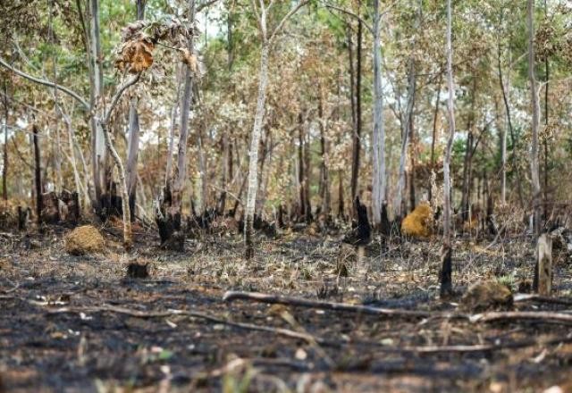 Imagem da noticia Desmatamento na Amazônia cai 50% e no Cerrado cresce 43% em 2023