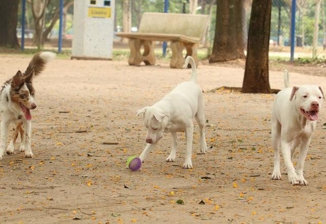 Imagem da noticia RJ: polícia recebe 252 registros de crueldade contra animais em 2022