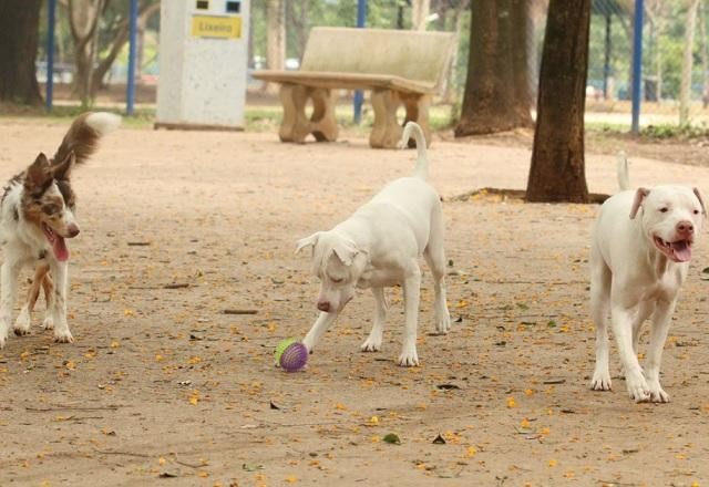 RJ: polícia recebe 252 registros de crueldade contra animais em 2022