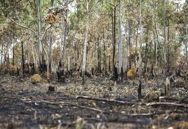 Imagem da noticia Queimadas: Amazônia e Cerrado concentram 95% da área destruída em 2022